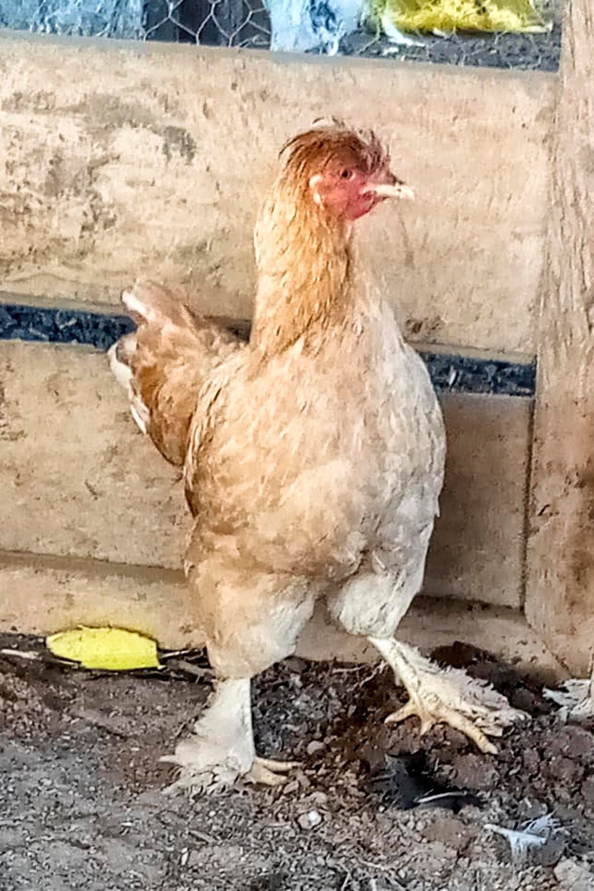 WhatsApp Image 2025-04-03 at 7.35.01 PM copia.jpg